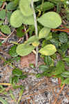 Toothed whitetop aster 